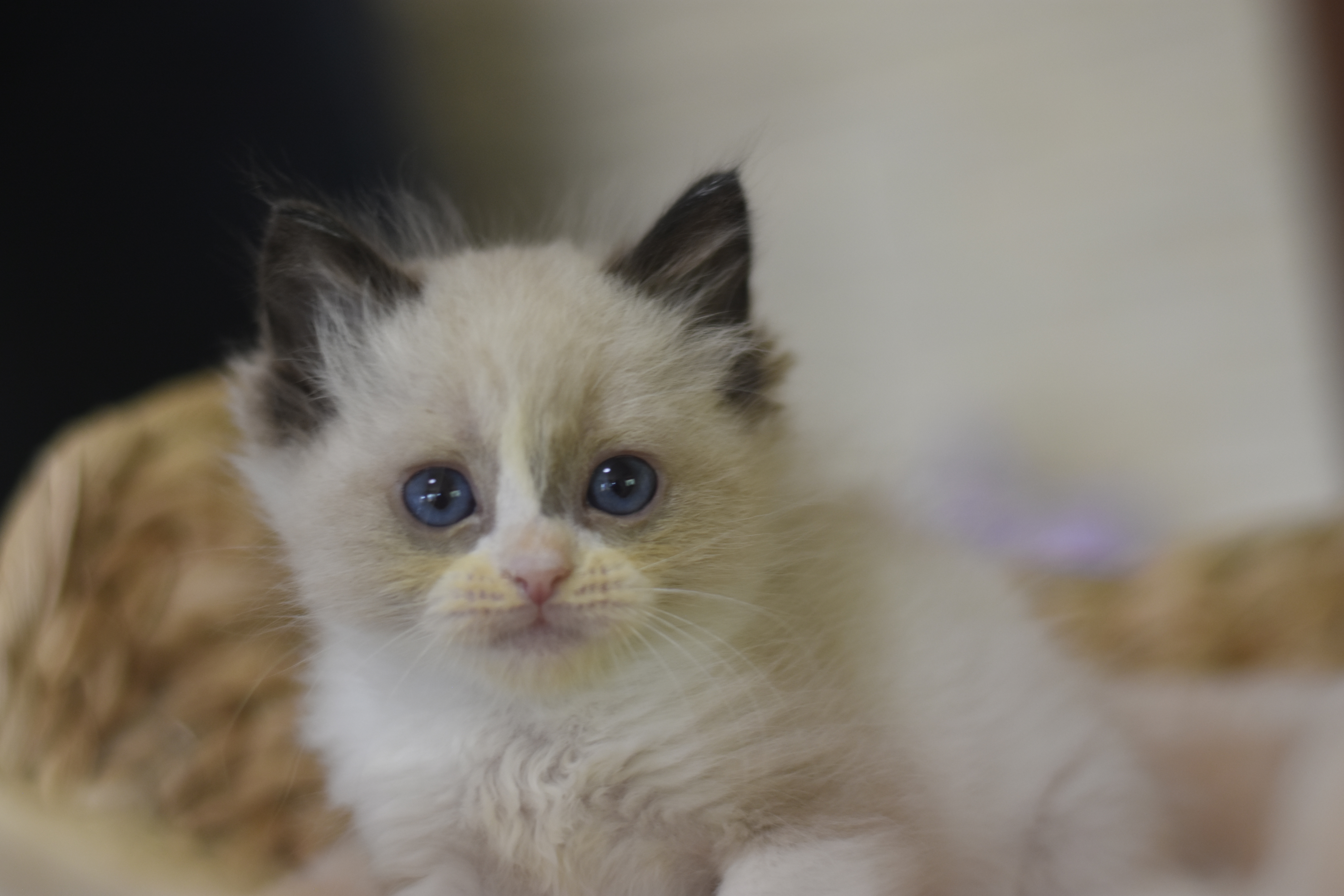 images/AvailableKittens/Kiki website.JPG